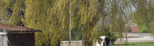 Zdjęcie Stegna