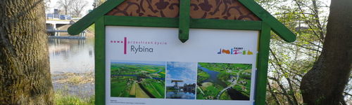 Zdjęcie Stegna